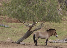 402-4472 Safari Park - Horse